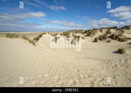 Dunes de sable sur la côte de la mer du Nord au Danemark sur l'île de Roemo. / Dunes de sable sur la côte de la mer du Nord au Danemark sur l'île de Romo Banque D'Images