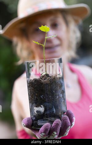 Jardinier portant des gants et un chapeau tenant un verre avec une petite pousse de chêne à feuilles de houx qui y pousse Banque D'Images