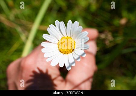 Fleur de marguerite blanche (Oxeye Daisy) tenue dans une main humaine, gros plan Banque D'Images
