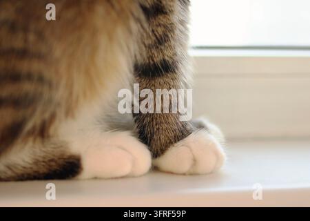 Grossissement des pattes duveteuses d'un chat roux brun Banque D'Images