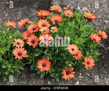 Marguerites africaines orange, marguerites d'Afrique du Sud, marguerites du Cap ou buissons à marguerites, Osteospermum sp., Calenduleae. Afrique du Sud. Osteospermum est un genre de fl Banque D'Images