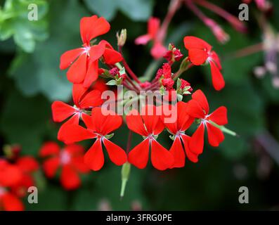 Géranium à feuilles de lierre rouge ou Géranium rampant, Pelargonium peltatum, Geraniaceae. Provinces du Cap oriental, Afrique du Sud. Pelargonium peltatum. Banque D'Images