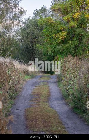 Un étroit chemin de campagne à double voie serpente entre des hautes herbes et des arbres feuillus. Une lumière douce du soir suggère des promenades tranquilles et des aventures rurales le long de Banque D'Images