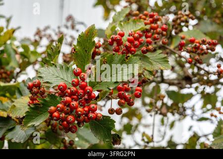 Grappes de baies rouges de sorbier parmi des feuilles vertes sur un arbre au début de l'automne Banque D'Images