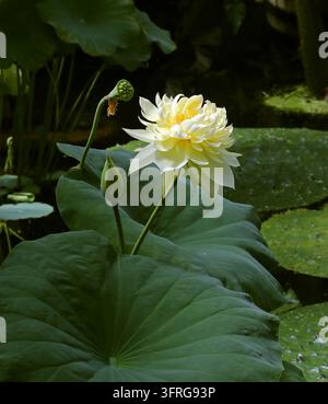 Lotus pavot jaune, Nelumbo nucifera x Nelumba lutea, Nelumbonaceae. Cultivar hybride. Un lotus jaune en fleurs (Nelumbo). Banque D'Images