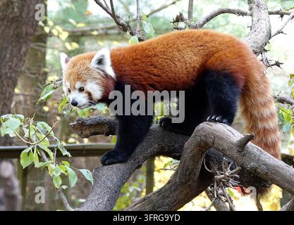 Panda roux (Ailurus fulgens) marchant sur une branche d'arbre au Central Park Zoo à Manhattan, New York City Banque D'Images