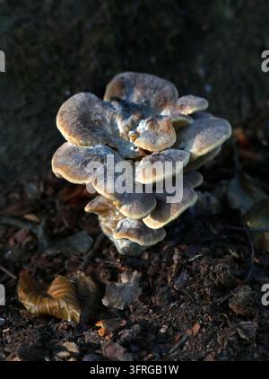 Polypore noircissant, Polypore à taches noires ou Polypore géant, Meripilus giganteus, Meripilaceae. Hertfordshire, Royaume-Uni. Syn. Boletus giganteus. Banque D'Images