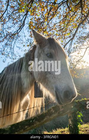Portrait rapproché d'un cheval blanc avec clochette au coucher du soleil en Asturie, Espagne Banque D'Images