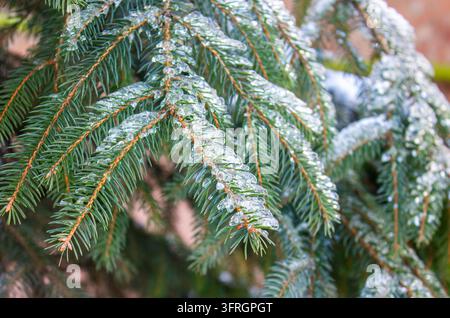 Branches d'épicéa recouvertes de glace en hiver, aiguilles persistantes gelées avec une couche de givre transparente et un fond flou naturel doux Banque D'Images