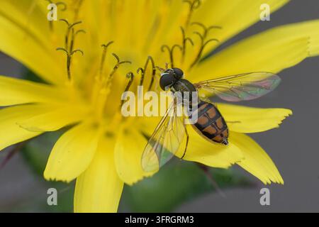 Grossissement macro d'une mouche à hover orange et noire se nourrissant d'une fleur sauvage jaune vif Banque D'Images