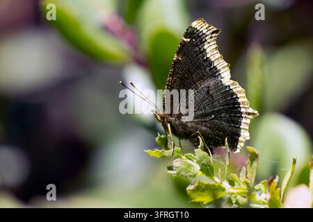 Grossissement macro du papillon de la veuve noire aux ailes sombres et aux bords couleur crème Banque D'Images