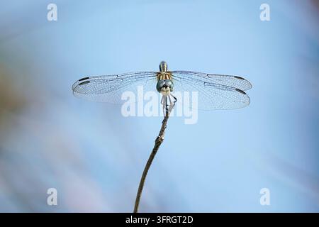 Libellule posée sur une brindille avec les ailes déployées en vue macro frontale détaillée sur fond bleu Banque D'Images