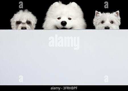 Samoyède souriant et heureux au centre avec un ami bouclé et un Westie, trois chiens duveteux regardant par-dessus un mur blanc de clôture, isolés sur fond noir, lar Banque D'Images