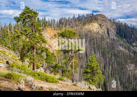 Le sentier Big Baldy Ridge serpente à travers le paysage forestier pittoresque du parc national de Kings Canyon Banque D'Images