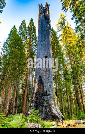 Un séquoia géant mort se dresse le long du Sentier du Géant Mort dans le parc national de Sequoia Banque D'Images