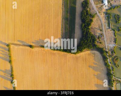 Vue aérienne de dessus de vastes champs agricoles jaunes bordés d'arbres verts et de voies d'irrigation Banque D'Images