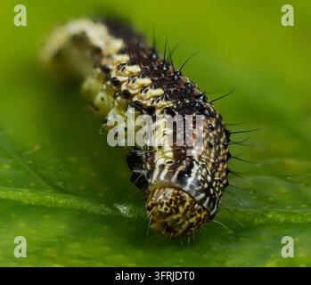 Vue d'une chenille de mite sur une feuille verte. Banque D'Images