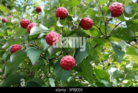 Fruits rouges mûrs de l'arbre Kousa Dogwood (Cornus kousa) suspendus aux branches avec des feuilles vertes, baies de dogwood fleuri asiatique à la fin de l'été, naturel ou Banque D'Images