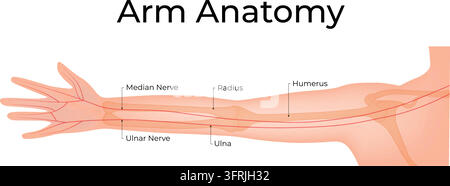 Illustration vectorielle de diagramme de conception scientifique de l'anatomie du bras Illustration de Vecteur