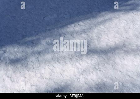 L'ombre d'un large arbre tombe à travers la neige Banque D'Images