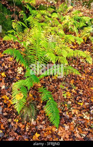 Fougères vertes sur le sol de la forêt en automne Banque D'Images