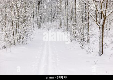 Pistes de ski de fond dans une forêt enneigée par une froide journée d'hiver Banque D'Images