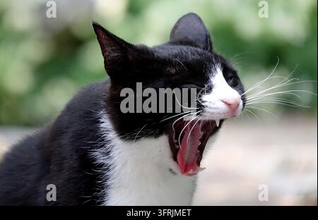 Close-up d'un chat smoking noir et blanc bâillant largement la bouche ouverte, langue rose et dents acérées visibles, portrait de félin domestique en extérieur Banque D'Images