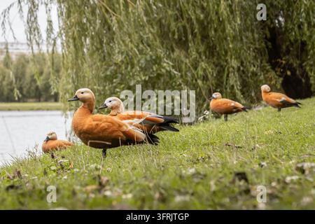 Groupe de cinq canards roux (Tadorna ferruginea) reposant sur une berge herbeuse verte à côté d'un étang sous un saule pleureur. Plumage orange-brun, w Banque D'Images