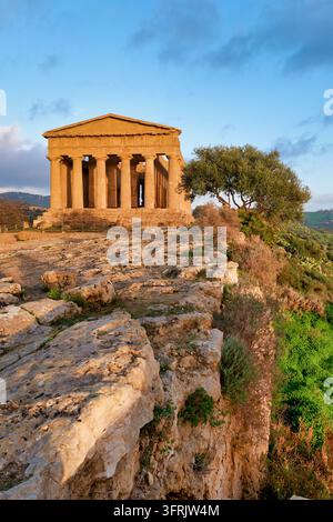 Le temple dorique grec antique se dresse au soleil couchant d'hiver près d'un olivier sur une crête calcaire à Agrigento, en Sicile, Italie Banque D'Images