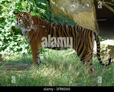 Vue en plein corps de profil d'un tigre de Sumatra rare debout sur de l'herbe verte, regardant par-dessus son épaule vers l'arrière au zoo de Prague Banque D'Images