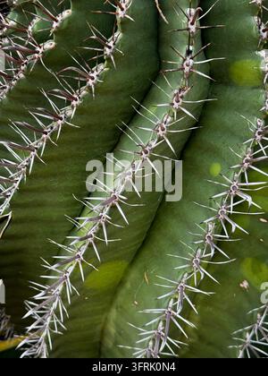 Grossissement des épines acérées sur les côtes vertes du cactus Banque D'Images