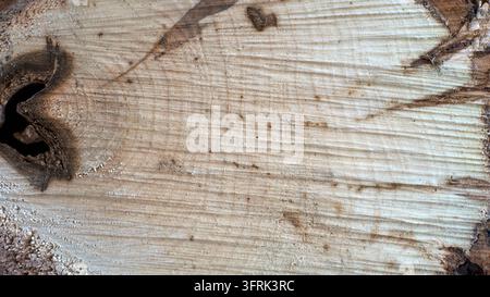 Gros plan d'une planche de bois érodée avec des lignes de grain de bois visibles, de petites fissures de surface et un nœud sombre, montrant une texture tactile rugueuse dans un brun naturel Banque D'Images