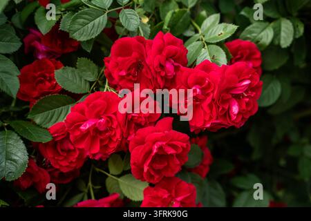 Roses rouges vibrantes en fleurs sur un buisson avec des feuilles vertes dans le jardin Banque D'Images