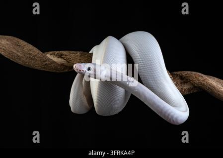 Un python boule leucistique blanc enroulé sur une branche Banque D'Images