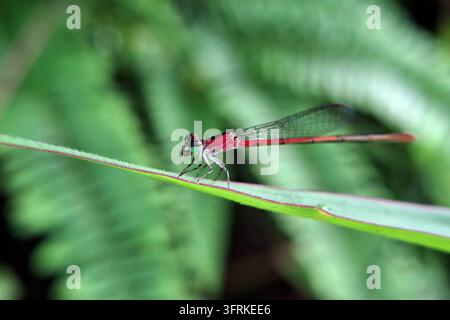 Une demoiselle rouge vibrante aux yeux verts frappants repose délicatement sur une tige d'herbe devant un fond de fougère doux et flou dans la nature Banque D'Images