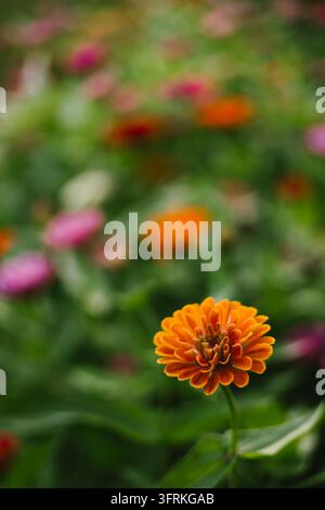 Une zinnia orange unique dans un parterre de fleurs coloré Banque D'Images