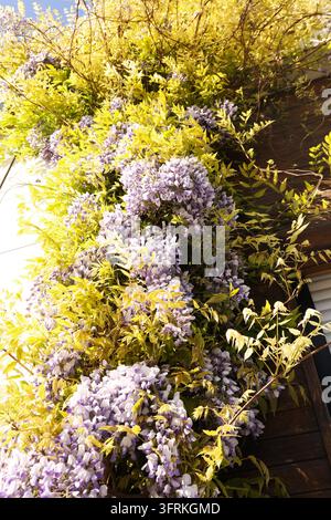 De belles fleurs en plein air par une journée ensoleillée incroyable Banque D'Images
