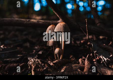 Champignons poussant dans la forêt, gros plan, mise au point sélective Banque D'Images