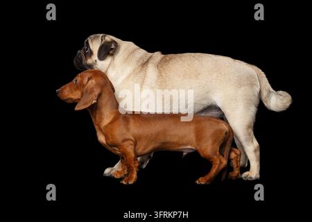 Carlin et teckel à poil court debout l'un derrière l'autre en vue latérale, profil complet de deux chiens de races différentes, isolés sur fond noir Banque D'Images
