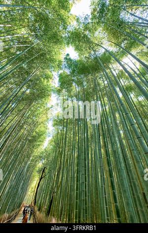 Vue en contre-plongée des hauts troncs de bambou bordant un sentier avec des touristes au loin dans la région de Sagano, à l'ouest de Kyoto, par un matin de printemps, Japon Banque D'Images