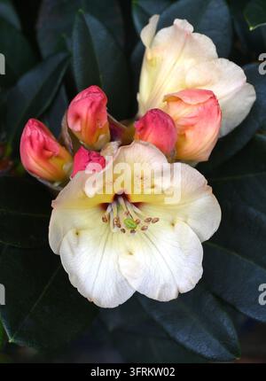 Rhododendron 'Horizon Monarch Banque D'Images