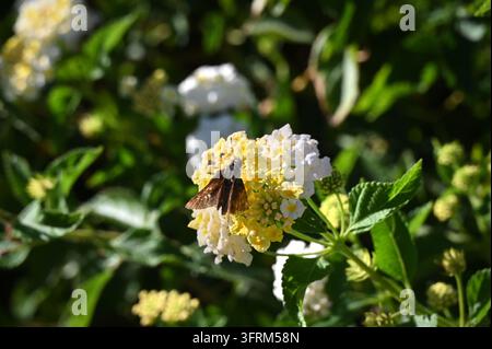 Photographie en gros plan mettant en scène un minuscule papillon posé sur des fleurs de lantana jaunes et blanches en plein épanouissement, entouré d'un feuillage vert dans un jardin ensoleillé. Banque D'Images