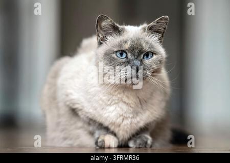 Chat gris plus âgé avec yeux bleu perçant, pose sur parquet, gros plan faible profondeur de champ photo Banque D'Images