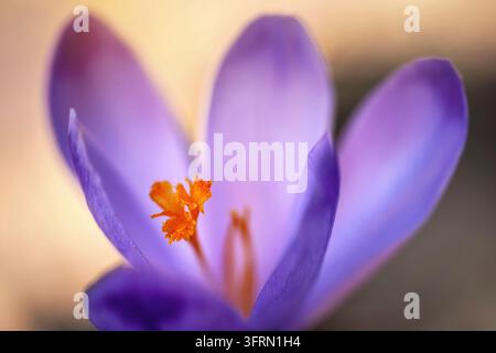 Le soleil brille sur l'iris violet et jaune sauvage (Crocus heuffelianus discolor) fleur, détail macro abstrait gros plan Banque D'Images