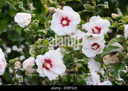 Hibiscus syriacus ‘Red Heart’ blanc et rouge, communément appelé Rose de Sharon ou mauve arbustive, en fleur. Banque D'Images