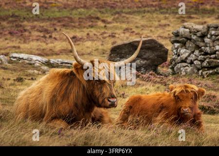 Vache des Highlands et son veau paissant sur la lande de Dartmoor, Devon, Angleterre. Été (août) 2026. Banque D'Images