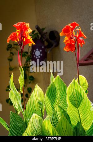 Gros plan d'un feuillage jaune et vert panaché, lumineux et ensoleillé, d'une canna (Canna 'Pretoria' / 'Striata') poussant dans un jardin extérieur Banque D'Images