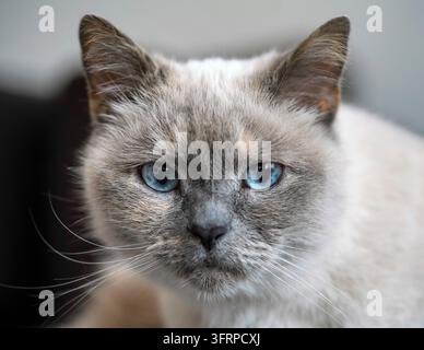 Chat gris plus ancien avec yeux bleu perçant, détail gros plan Banque D'Images