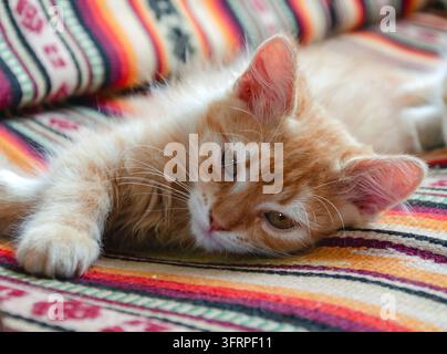 beau chaton, rouge, petit, ludique, animal de compagnie dans la cour, animal de compagnie Banque D'Images