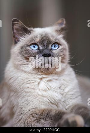 Chat gris plus ancien avec yeux bleu perçant, détail gros plan Banque D'Images